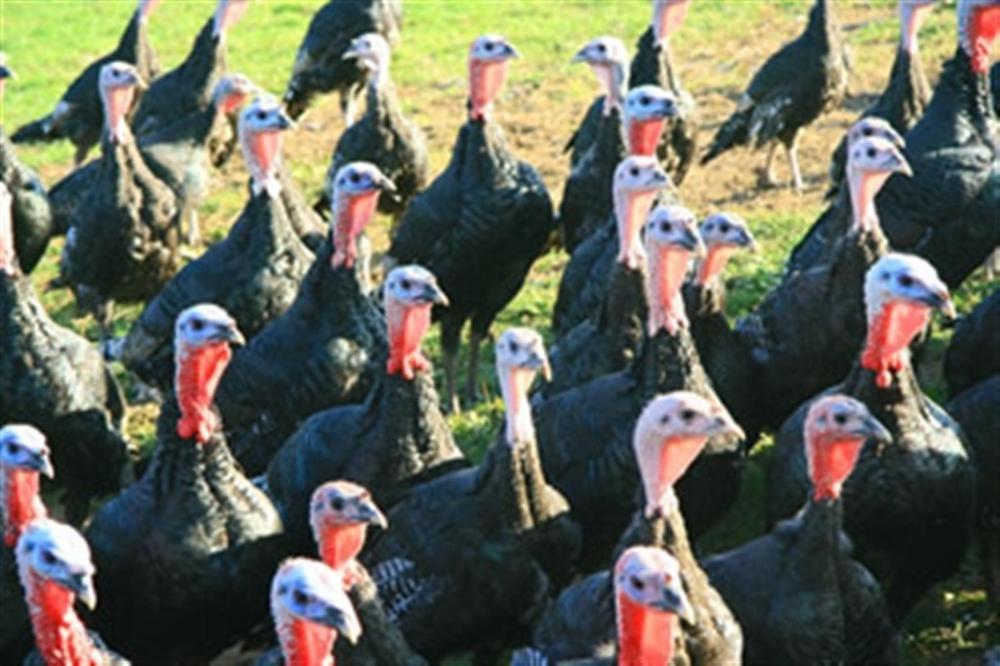 トットネス Sladesdown Farm Bed & Breakfast エクステリア 写真